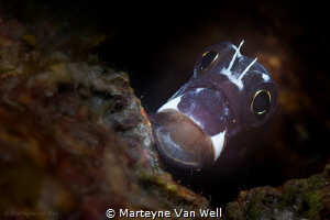 Say ahhh.... A blenny yawning at the camera. by Marteyne Van Well 